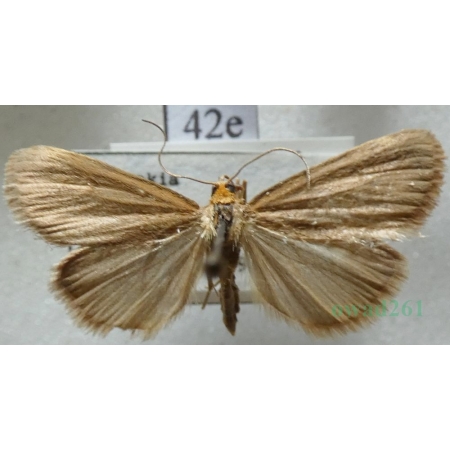 Evergestis aenealis (Denis & Schiffermüller, 1775) Slovakia42e